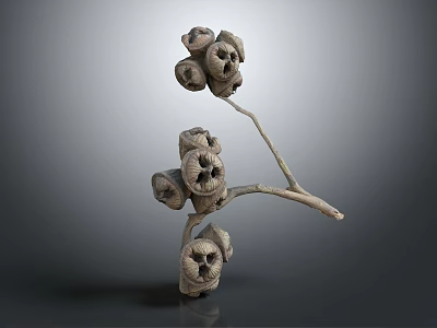 Dried Plant Structure With Slender Stems And Multiple Spherical Seed Pods 3d model