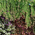 Lush Living Plant Wall with Hanging Greenery Colorful Foliage Stone Statue Pebbles and Wooden Floor