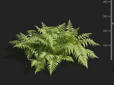 Lush Green Fern Plant With Feathery Fronds And Vibrant Foliage 3d model