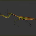 Orange and Green Mantis With Long Forelegs On Gray Background