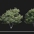 Collection of Various Arbor Species Including American Honeylocust and Ivory Red Japanese Lilac