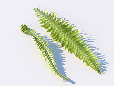 Fresh Green Fern Leaves with Curled and Unfolded Feathery Structure and Natural Shadow 3d model