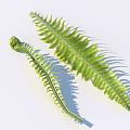 Fresh Green Fern Leaves with Curled and Unfolded Feathery Structure and Natural Shadow