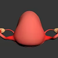 Anatomical Model Of Pink Human Uterus With Fallopian Tubes And Ovaries