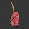 3D Rendered Human Lung Model With Trachea And Bronchi On Dark Background