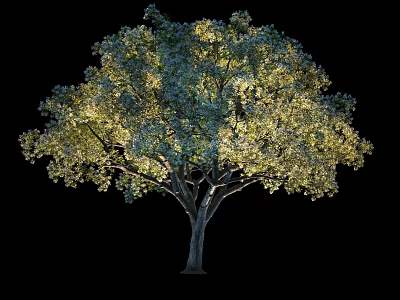 Illuminated Tree with Lush Green Foliage and Full Canopy Against Dark Background 3d model