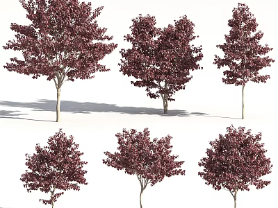 Crimson Leaf Arbor Trees With Various Natural Growth Shapes And Silhouettes 3d model