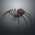 Detailed View Of Large Spider With Long Thin Legs And Brown Spotted Body