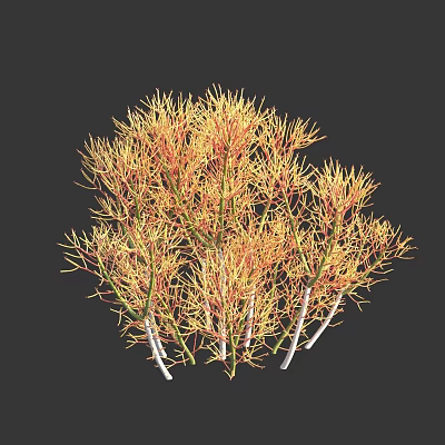 Yellow and Red Flower Plant with Slender Branches and White Stems on Dark Background 3d model