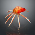 Vibrant Red and Orange Crab with Long White Legs on Dark Background with Reflection