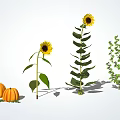 Vibrant Sunflowers Pumpkins And Lush Green Shrubs In Natural Plant Arrangement