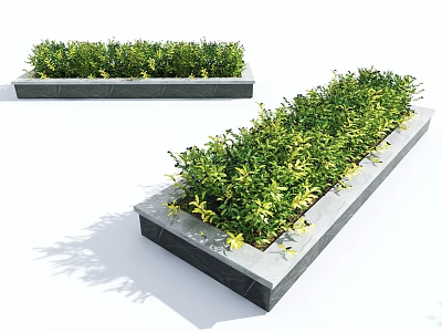 Green Shrubs With Yellow Leaves In Long Rectangular Stone Planters 3d model