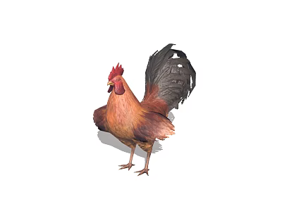 A Brown Rooster With Red Comb And Black Tail Feathers Standing On White Background 3d model