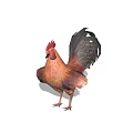 A Brown Rooster With Red Comb And Black Tail Feathers Standing On White Background