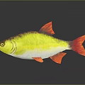 Vibrant Aquatic Animal With Yellow Red Body Orange Fins And Reflection On Dark Surface