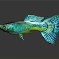Colorful Tropical Fish With Vibrant Blue Green Scales And Fancy Tail On Reflective Surface