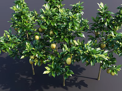 Tall Fruit Bearing Trees With Lush Green Leaves And Ripe Yellow Fruits In Garden 3d model