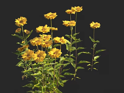 Beautiful Yellow Flowers With Green Leaves And Stems Against Black Background In Natural Bloom 3d model