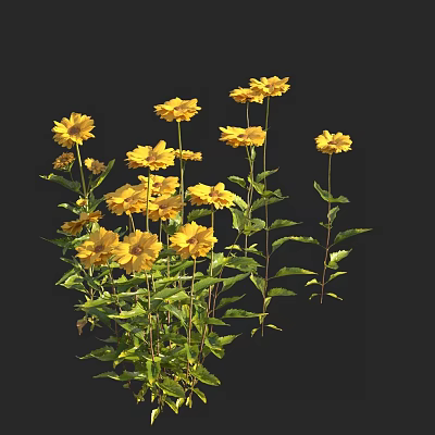 Beautiful Yellow Flowers With Green Leaves And Stems Against Black Background In Natural Bloom 3d model