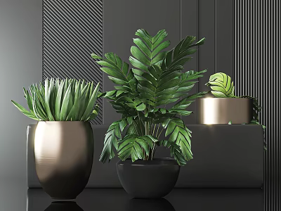 Lush Green Leaf Potted Plants In Golden And Black Pots Against Dark Wall 3d model