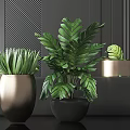Lush Green Leaf Potted Plants In Golden And Black Pots Against Dark Wall