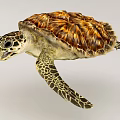 Sea Turtle With Brown And Orange Shell Spotted Head Patterned Flippers Open Mouth 3d model