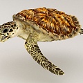 turtle sea turtle marine life 3d model