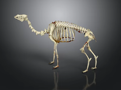 Camel Skeleton Anatomical Structure Display On Dark Background With Detailed Bones 3d model