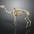 Camel Skeleton Anatomical Structure Display On Dark Background With Detailed Bones 3d model