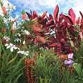 Vibrant Garden Shrubs With Colorful Flowers And Red Purple Leaves Under Blue Sky White Clouds