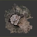 Natural Wooden Stump Cross Section Displaying Growth Rings And Stone Texture Details