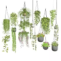 Lush Indoor Hanging Plants Decor with Various Green Vines and Stylish Pots