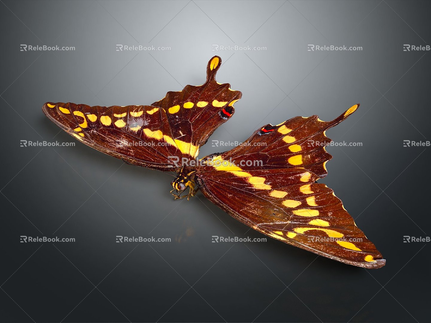 Butterfly Colored Butterfly Tabby Butterfly Leaf Butterfly 3d model