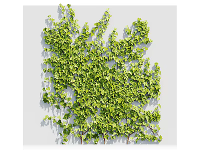 Lush Green Vine With Fresh Climbing Leaves On White Wall Background 3d model