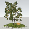 Arbor Tree With Fresh Fruits And Wicker Basket On Green Grass Under Blue Sky