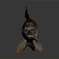 Brown Spotted Fish With Large Eyes Fins Tail And Shiny Scales On Dark Background