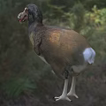 Dodo Bird With Brown And Gray Feathers Large Beak Standing On Grassy Ground