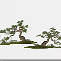 Artistic Bonsai Trees With Twisted Trunks Green Foliage And Rocky Grass Base