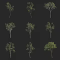 Various Arbor Trees With Different Green Foliage Arranged On Black Background 3d model