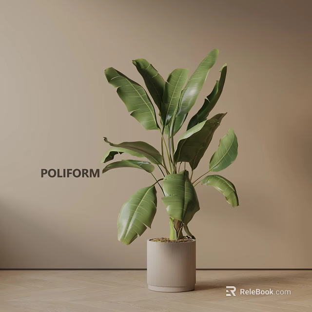 Large Green Leaf Potted Plant In Light Colored Cylindrical Pot For Indoor Decoration 3d model 