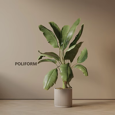 Large Green Leaf Potted Plant In Light Colored Cylindrical Pot For Indoor Decoration 3d model