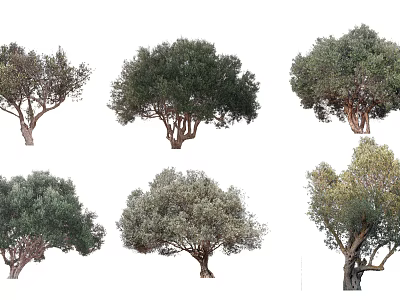 Various Olive Trees With Diverse Foliage Shapes And Trunk Structures For Garden Landscaping 3d model