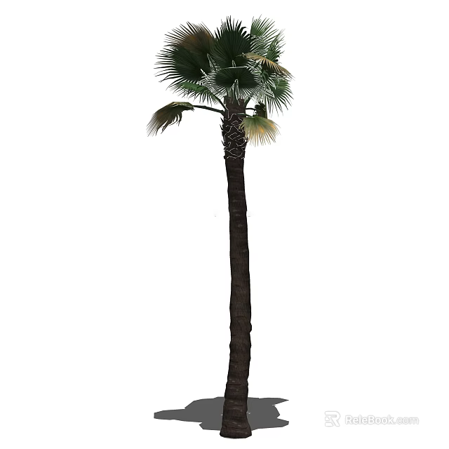 Tall Evergreen Palm Tree With Long Trunk And Fan Shaped Green Fronds 3d model 