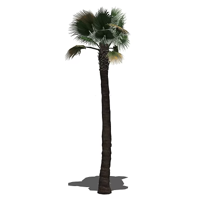 Tall Evergreen Palm Tree With Long Trunk And Fan Shaped Green Fronds 3d model