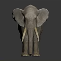 Realistic Gray Elephant With Long White Tusks Standing On Dark Background 3d model