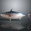 Fresh Silver Blue Tuna Fish with Shiny Scales and Streamlined Marine Body