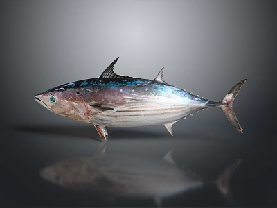 Salmon Fish Salmon Fish Cartoon Salmon Fish Cartoon Fish Cartoon Salmon 3d model