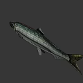 Fresh Silver Fish With Green Tail Natural Appearance For Healthy Seafood Dishes And Delicious Food