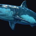 Modern Shark Eaters Human Shark 3d model