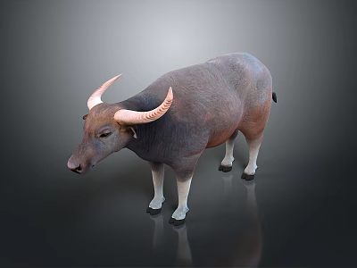 Realistic Buffalo With Curved Horns Dark Gray Light Brown Body White Legs On Gray Background 3d model